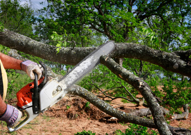 Professional Tree Service in Sun Valley, ID